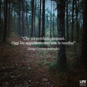 lifegate facebook