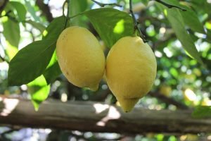 limoni favolosi campania