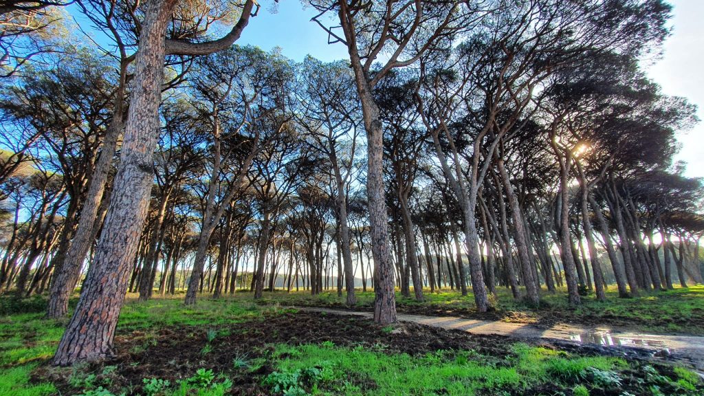 Pineta alla Tenuta di Castelporziano